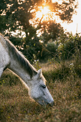 Gray horse grazing during sunset, beautiful background.