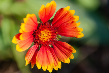 The blooming chrysanthemum of heaven and man