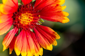 The blooming chrysanthemum of heaven and man