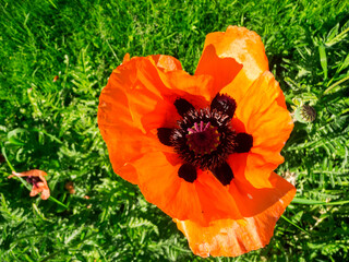 Large corn poppy flower from above