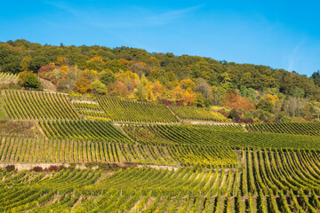 Fototapeta premium View of the vineyards near Rüdesheim/Germany in the Rheingau in autumn