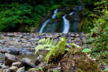 Forest waterfalls in the mountains