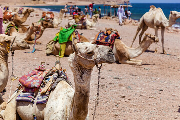 Caravan camels resting near the sea