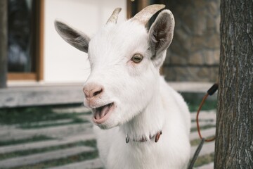 goat on a farm
