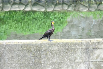 cormorant on the rock