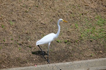 great blue heron