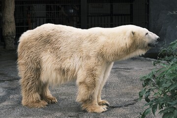 polar bear in zoo