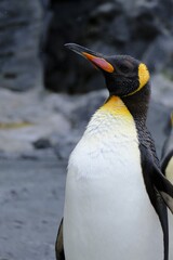 penguin on the rocks