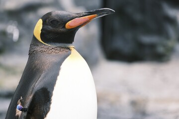 penguin on the rocks