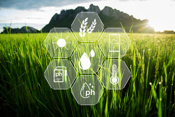 Paddy rice field with digital info for checking the technology system in gardening, farming, icon...