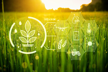 Paddy rice field with digital info for checking the technology system in gardening, farming, icon farmer technology, innovation for smart farming systems