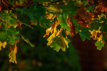 leaves_01