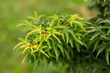 Sambucus racemosa cultivar Plumosa aurea. Shrub with green leaves.