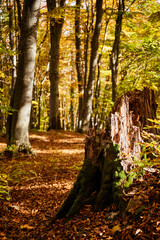 Autumn forest in Carpathian Mountains, Ukraine. Walking and hiking trails in Borzhava ridge. Rural area of carpathian mountains in autumn