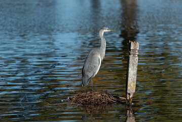 great blue heron standing perched on weeds on water lake