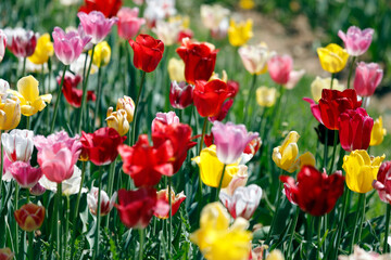 Flower field with many colorful tulips, close up background.