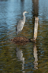 great blue heron standing perched on weeds on water lake