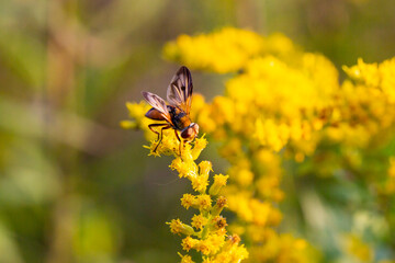 A closeup of a Brachycera perched on a yellow flower