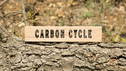 The word carbon cycle. Written on wooden surface. Outdoors is on a tree branch. Ecological balance and nature