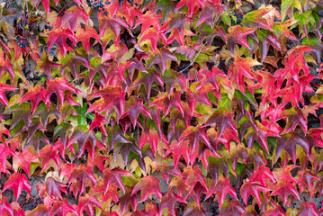 the red ivy leaves - background, texture © angloma