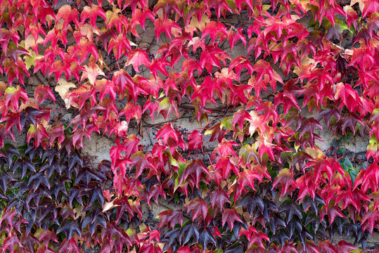 the red ivy leaves - background, texture