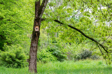 closeup Bird house on a tree. Wooden birdhouse, nesting box for songbirds in park.