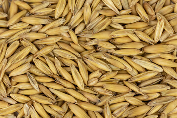 Oat grains in husks (Avena sativa)