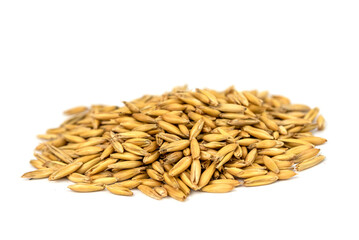 Oat grains in husks (Avena sativa)