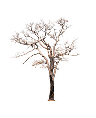 Fototapeta na wymiar Dead single old tree isolated