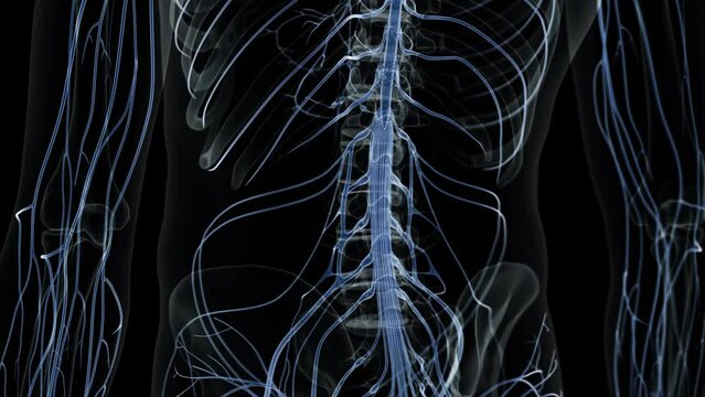 3d rendered medical animation of  the human nervous system