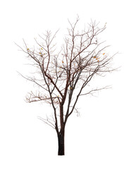 Obraz premium Single old and dead tree isolated