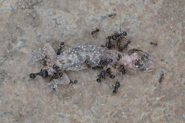 Ants on a dead Salamander in Spain. The circle of life.