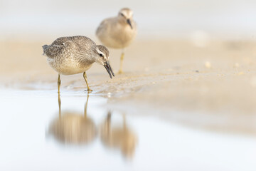 A group of first calendar year red knot (Calidris canutus) in winter plumage foraging on the beach.