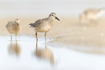 A group of first calendar year red knot (Calidris canutus) in winter plumage foraging on the beach.
