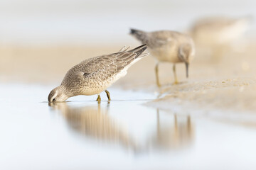 A group of first calendar year red knot (Calidris canutus) in winter plumage foraging on the beach.