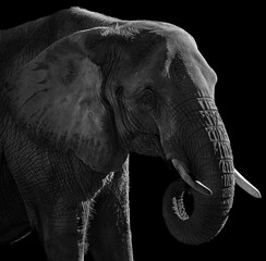 portrait of an elefant in black and white