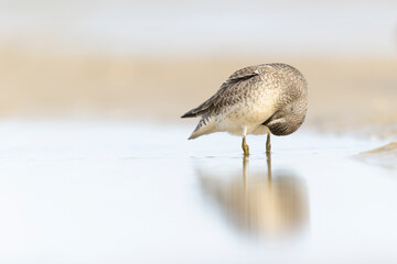 A red knot (Calidris canutus) preening on the beach along the Baltic sea..