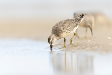 A group of first calendar year red knot (Calidris canutus) in winter plumage foraging on the beach.