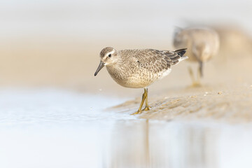 A group of first calendar year red knot (Calidris canutus) in winter plumage foraging on the beach.