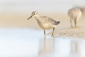A first calendar year red knot (Calidris canutus) in winter plumage foraging on the beach.