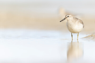 A first calendar year red knot (Calidris canutus) in winter plumage foraging on the beach.