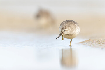 A red knot (Calidris canutus) preening on the beach along the Baltic sea..
