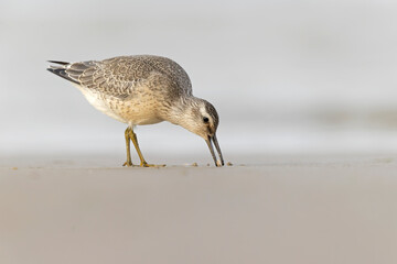 A first calendar year red knot (Calidris canutus) in winter plumage foraging on the beach.