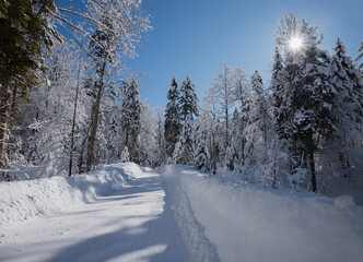 country road near Kreuth, winter landscape upper bavaria, snowy forest
