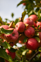 Organic apples hanging from a tree branch in an apple orchard