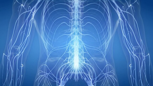 3d rendered medical animation of  the human nervous system