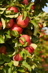 Organic apples hanging from a tree branch in an apple orchard