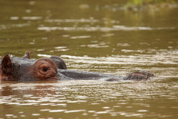 Fototapeta premium Hippopotamus in the water, Pilanesberg National Park, South Africa