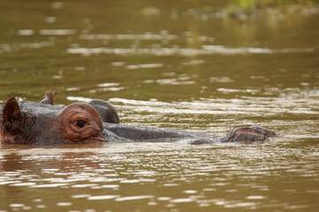 Hippopotamus in the water, Pilanesberg National Park, South Africa