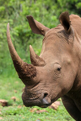Fototapeta premium White rhinoceros, Pilanesberg National Park, South Africa